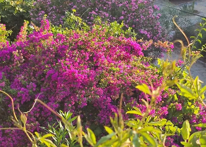 Hotel Feli Eski Adult Only