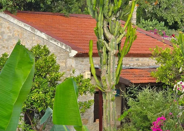 Feli Eski Adult Only *